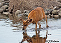 Odocoileus hemionus